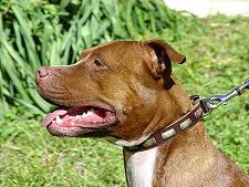 Leather Special Dog Collar With Plates Leather Special Dog Collar With Plates