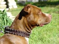 Leather Spiked Dog Collar- Pitbull Leather Spiked Dog Collar- Pitbull