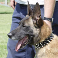 Malinois Leather Spiked Dog Collar - 3 Rows Spiked Dog Collar Malinois Leather Spiked Dog Collar - 3 Rows Spiked Dog Collar