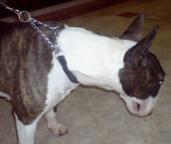 Chain Nylon Martingale Dog Collar for Bull Terrier-Choke Collar