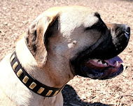 Gorgeous Wide Leather Mastiff Collar With Vintage Plates Gorgeous Wide Leather Mastiff Collar With Vintage Plates