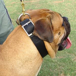 Nylon Dog Collar- 2 Ply Nylon :Nickel Plated : Extra Wide Nylon Dog Collar- 2 Ply Nylon :Nickel Plated : Extra Wide