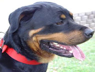 Nylon Dog Collar- 2 Ply Nylon :Nickel Plated- Rottweiler collar Nylon Dog Collar- 2 Ply Nylon :Nickel Plated- Rottweiler collar