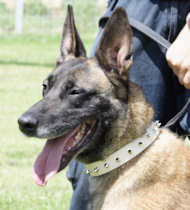 Malinois Leather Spiked Dog Collar- 1 row spikes collar -belgian Malinois Leather Spiked Dog Collar- 1 row spikes collar -belgian