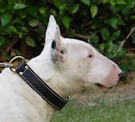 Bull Terrier Royal Nappa Padded HandMade Leather Dog Collar