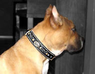 Pibull Royal Nappa Padded Hand Made Leather dog collar Pibull Royal Nappa Padded Hand Made Leather dog collar