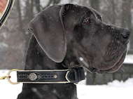 Royal Nappa Padded Hand Made Leather dog collar- Great Dane