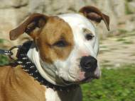 Leather Spiked Dog Collar-Amstaff