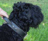 2 ply leather agitation dog collar with handle-russian Terrier