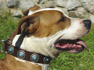 Brown Leather Dog Collar with Silver Plated Circles Blue Stones