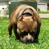 2 ply leather agitation dog collar with handle 2 ply leather agitation dog collar with handle