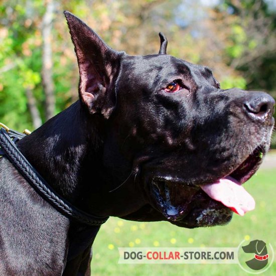 Designer Leather Great Dane Collar with Decorative Braids