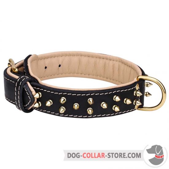 Nappa Padded Leather Dog Collar with Brass Spikes