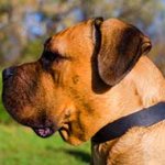 Multifunctional Leather Cane Corso Collar for Daily Walks