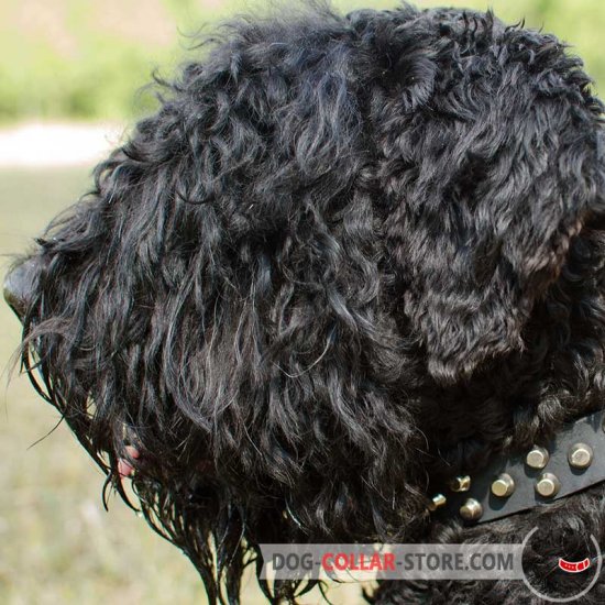 Studded Leather Black Russian Terrier Collar For Everyday Use