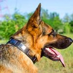 Decorated Leather German Shepherd Collar with Large Nickel Plates