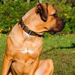 Fancy Leather Cane Corso Collar with Massive Metal Decoration