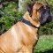 Any Weather Nylon Bullmastiff Collar with Nickel Hardware