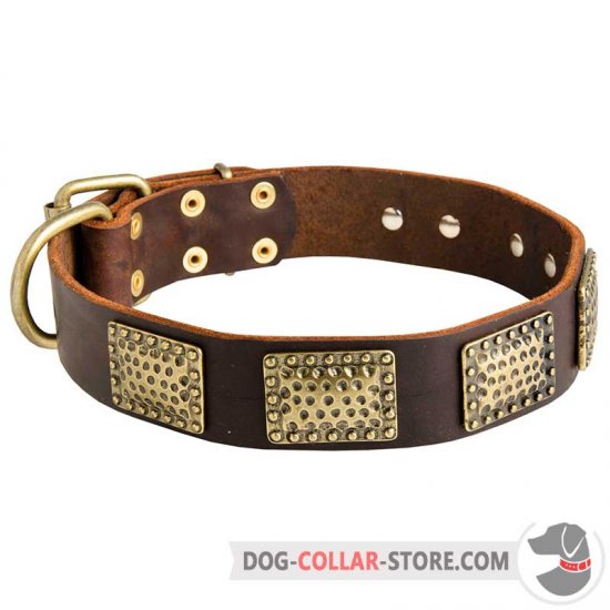 Luxury Dog Collar with Massive Vintage Brass Plates