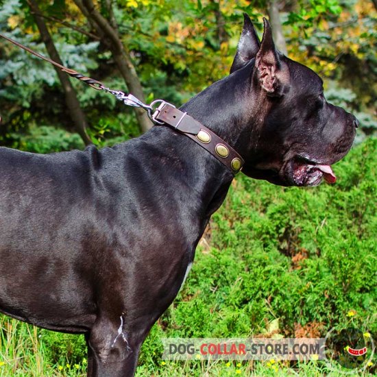 Leather Great Dane Collar Decorated with Vintage Oval Plates