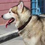 Braided Leather Akita / Siberian Husky Collar