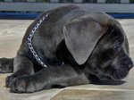 Training Cane Corso Choke Collar with Durable O-rings