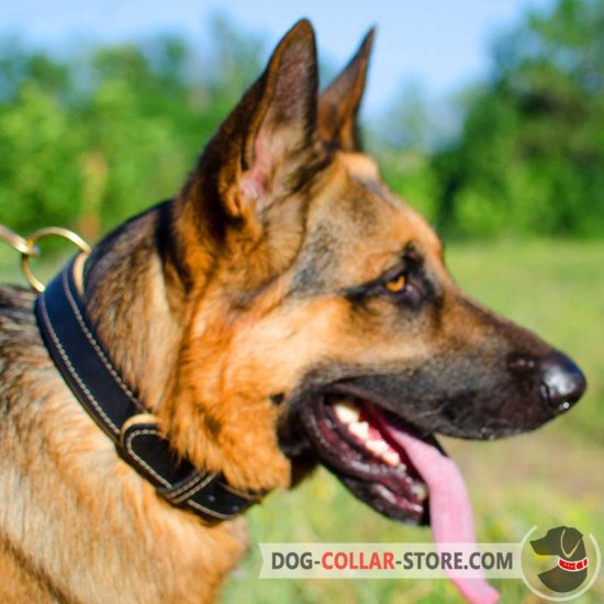 Royal Nappa Padded Leather German Shepherd Collar