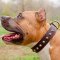 Studded Leather Amstaff Collar for Safe Walking