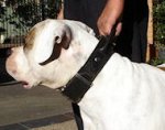 Training 2 Ply Leather American Bulldog Collar with Handle