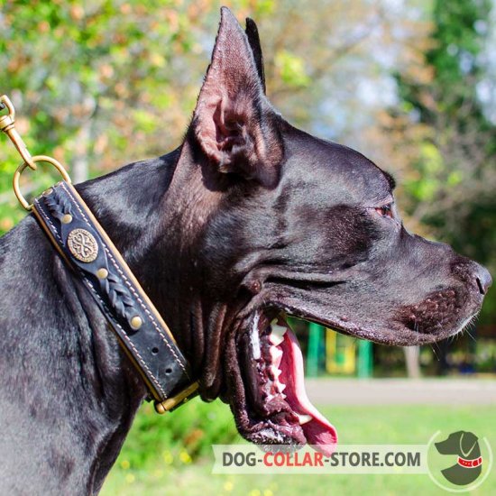 Royal Nappa Padded Leather Great Dane Collar with Braids