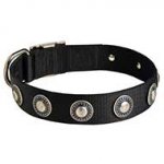 Nylon Dog Collar with Silver Color Conchos for Walking