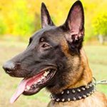 Nylon Belgian Malinois Collar with 2 Rows of Spikes