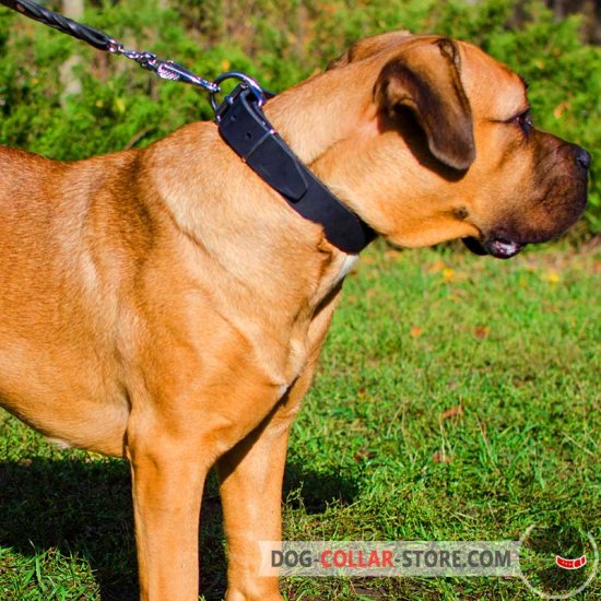 40 mm Wide Leather Cane Corso Collar for Training and Walking