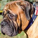 Handcrafted Leather Bullmastiff Collar Decorated With American Flag Painting