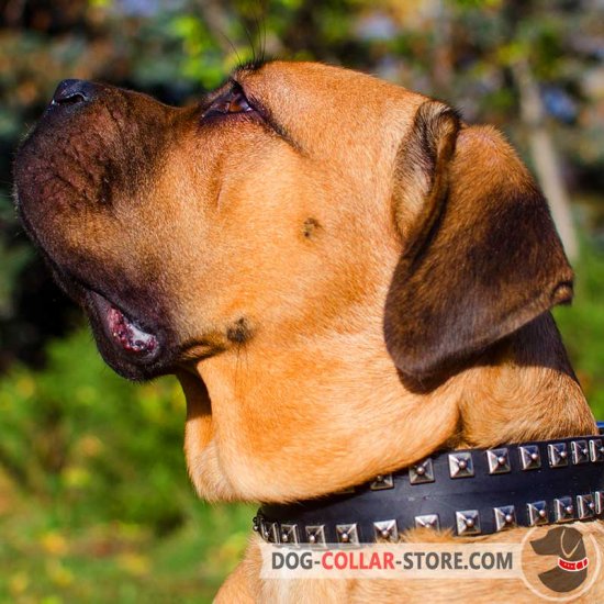 Noble Leather Cane Corso Collar with Nickel Studs