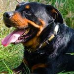 Fancy Leather Rottweiler Collar with Metal Decoration
