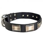 Strong Hand-Decorated Leather Dog Collar with Large Nickel Plates