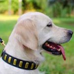 Gorgeous Wide Leather Golden Retriever Collar With Plates