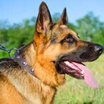 Stylish Leather German Shepherd Collar with Silver Conchos