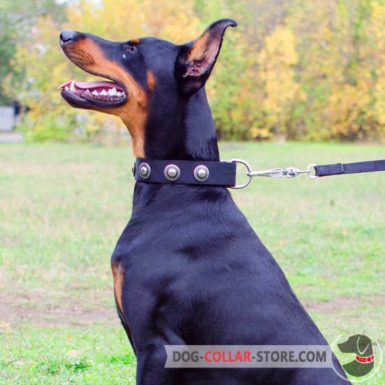 Nylon Doberman Collar Decorated With Silver Color Conchos
