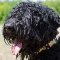 Decorated Leather Black Russian Terrier Collar for Daily Use