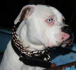 German Quality Curogan American Bulldog Pinch Collar