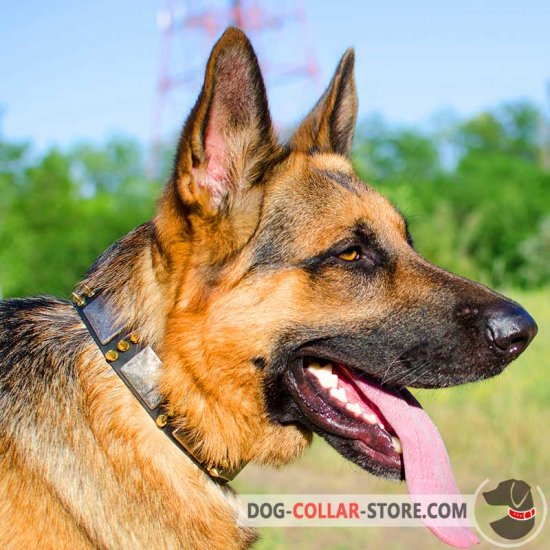 Leather German Shepherd Collar With Massive Decoration