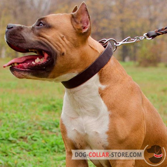 Multifunctional Leather Amstaff Collar for Daily Use