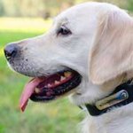 Adjustable Leather Golden Retriever Collar with Steel Nickel Plated ID Tag