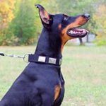 Nylon Doberman Collar Decorated With Nickel Plates