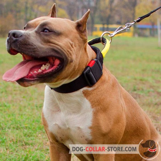 Nylon Amstaff Collar with Comfortable Handle