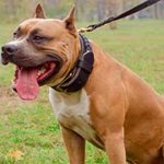 2 Ply Leather Amstaff Collar with Braided Design