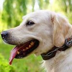 Leather Golden Retriever Collar With Exclusive Hand Made Painting