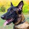 Studded Design Walking Leather Belgian Malinois Collar